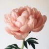 julieellen212